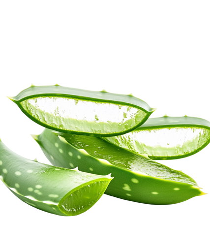 Aloe vera natural ingredient used in Rivage skincare for soothing and hydration