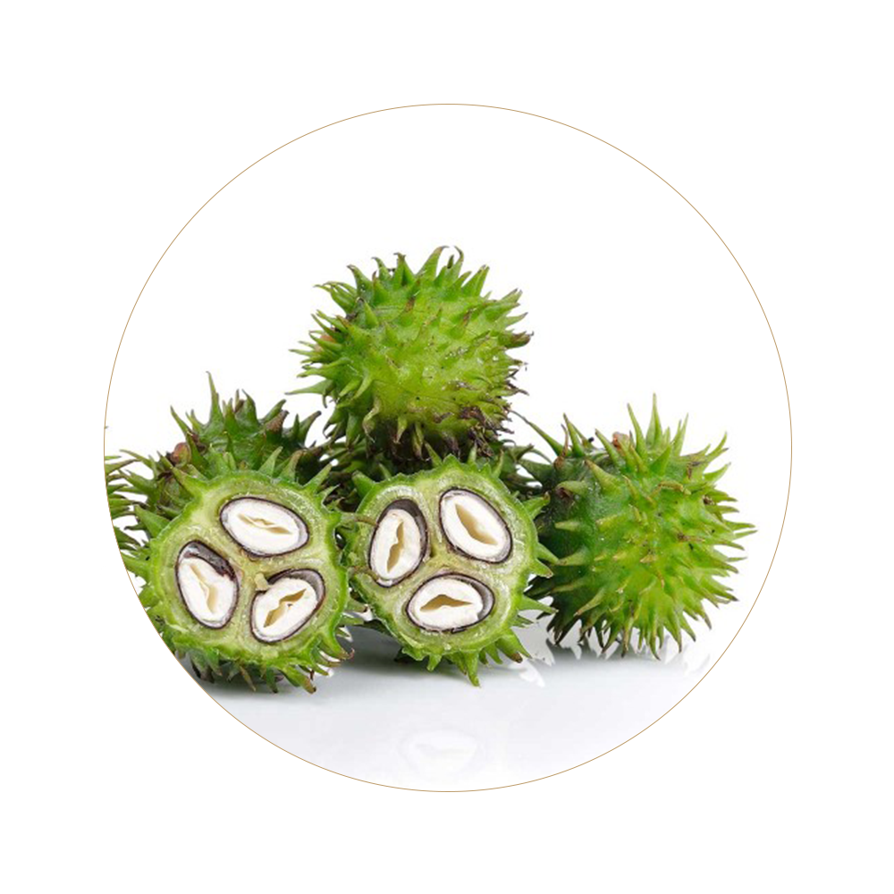 Castor oil natural ingredient used in Rivage skincare for nourishment and hydration
