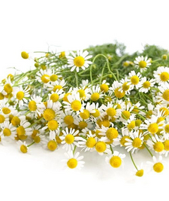 Chamomile