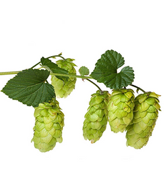 Hops