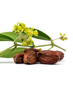 Jojoba