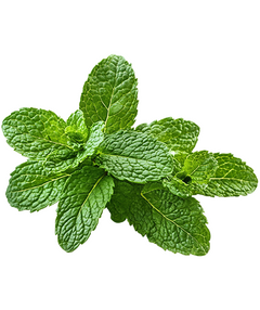 Mint