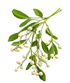 Mistletoe