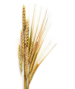 Wheat