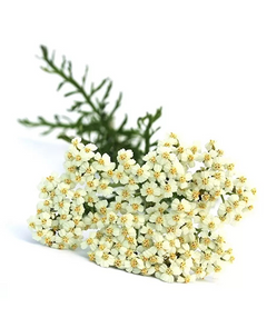 Yarrow